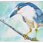 A large bird in blues and white perched on a bare stick.