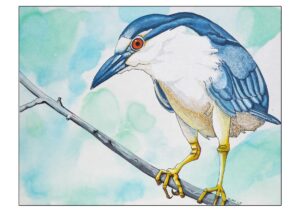 A large bird in blues and white perched on a bare stick.