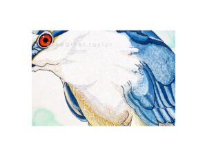 Black-Crowned Night Heron Bird Blank Greeting Card - Image 2