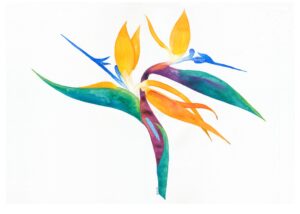 Bird of Paradise Blank 5x7" Greeting Card