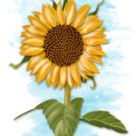 7x5 Greeting Card - Sunflower, by Heather T.