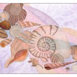 Seashells